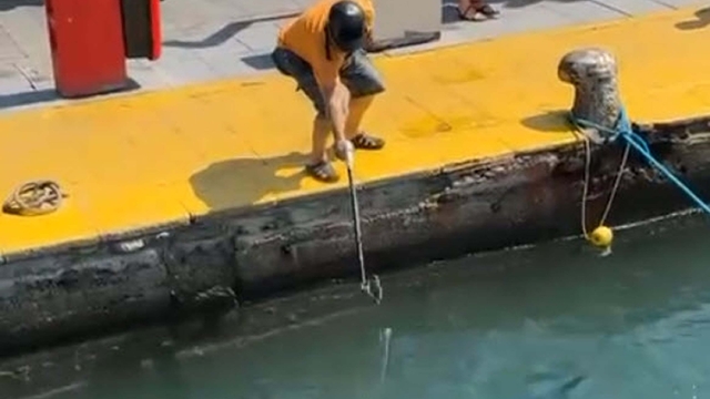 Nesli tükenme tehlikesi olan 'mavi yelken balığı'nı zıpkınla vurdu; o anlar kamerada