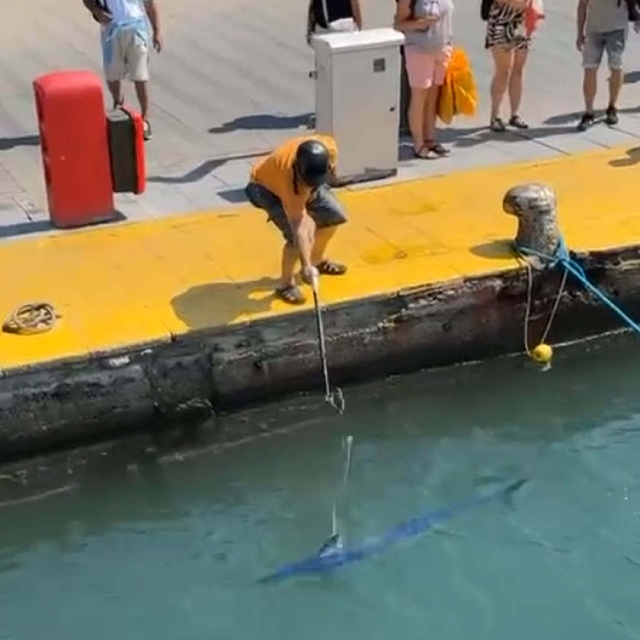 Nesli tükenme tehlikesi olan 'mavi yelken balığı'nı zıpkınla vurdu; o anlar...