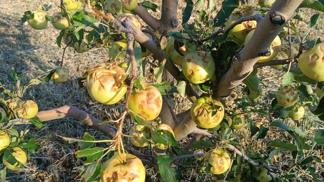Isparta'da dolu yağışı üreticileri 100 milyon lira zarara uğrattı