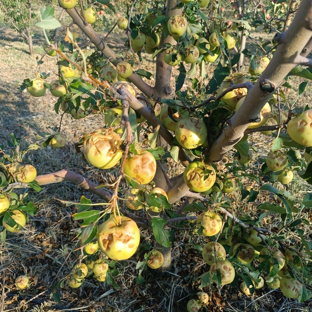 Isparta'da dolu yağışı üreticileri 100 milyon lira zarara uğrattı