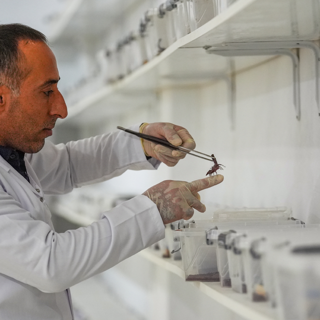 Kurduğu tesiste yetiştirdiği 3 bin akrepten zehir elde ediyor