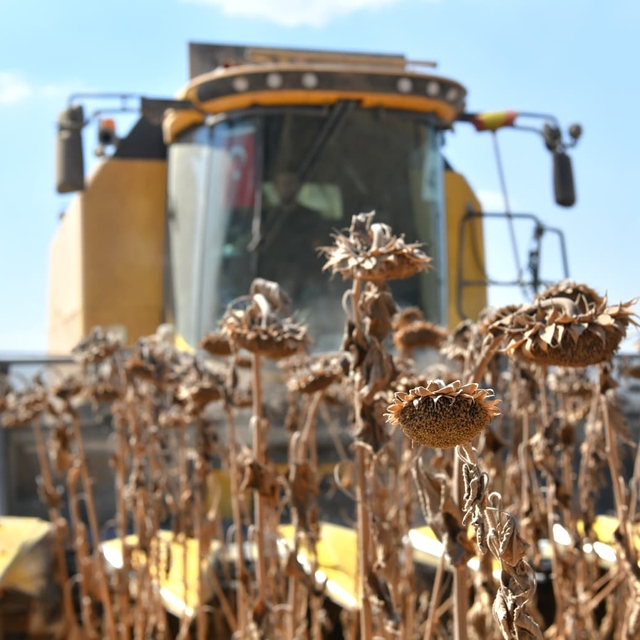 Türkiye'nin en büyük tarım işletmesinde ayçiçeği hasadı yapılıyor