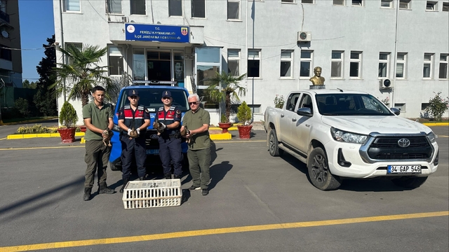 Sakarya'da avda kullanılan yaban ördekleri koruma altına alındı