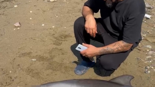 Yalova'da ölü yunus kıyıya vurdu