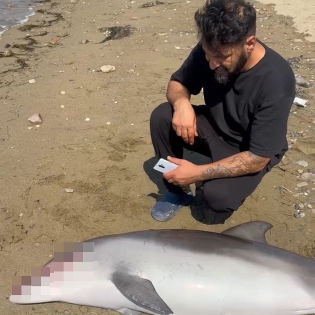 Yalova'da ölü yunus kıyıya vurdu