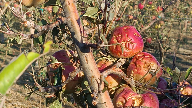 Isparta'da dolu elma bahçelerini vurdu; 4 bin 700 dekar alanda zarar oluştu