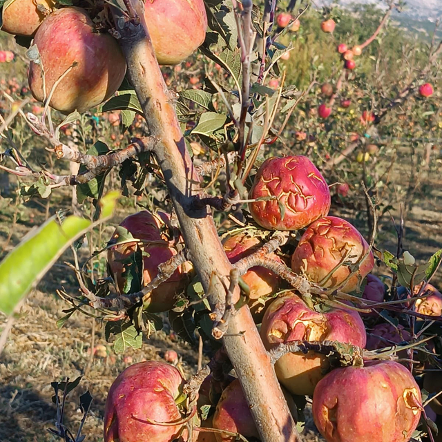 Isparta'da dolu elma bahçelerini vurdu; 4 bin 700 dekar alanda zarar oluştu