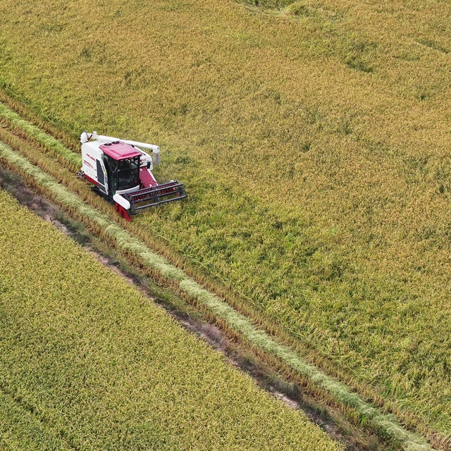 Edirne'de çeltik hasadı başladı