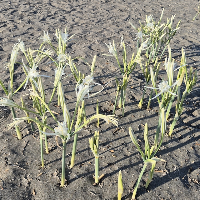 Muğla'da "kum zambakları" sahilleri süslemeye başladı