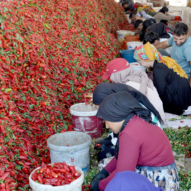 Gaziantep'te 8 bin tarım işçisi ile 'acı' mesaisi