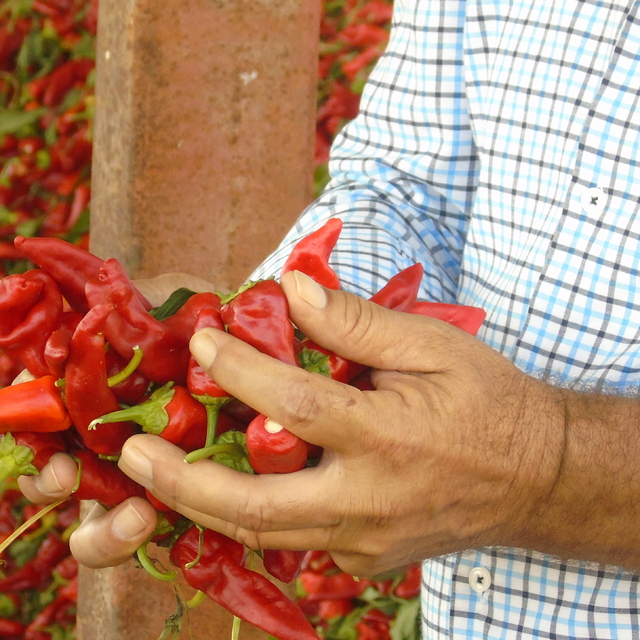 Gaziantep'te üreticilerin ve mevsimlik işçilerin "acı" mesaisi başladı