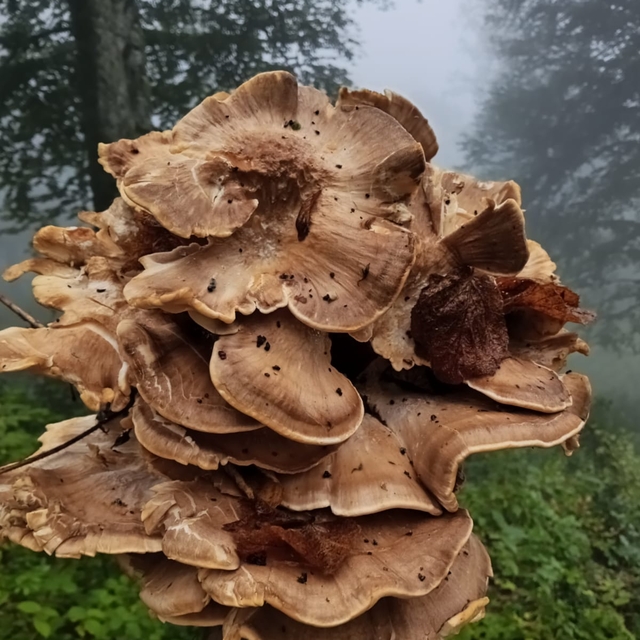 Kastamonu'da etkili olan yağışın ardından mantar sezonu başladı