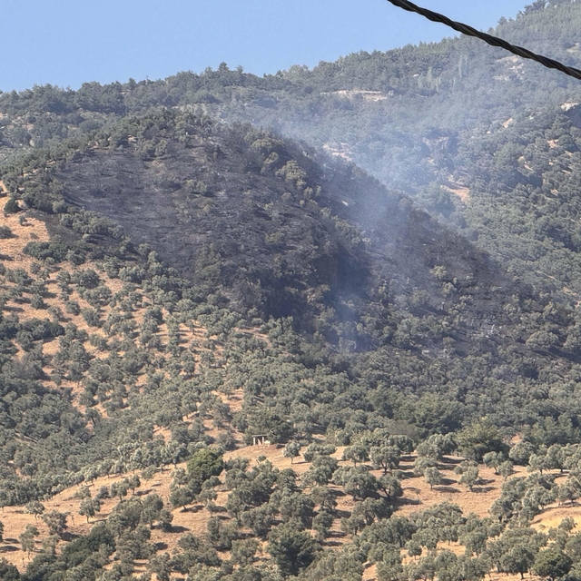 Aydın'da tarım arazisinde yangın (2)