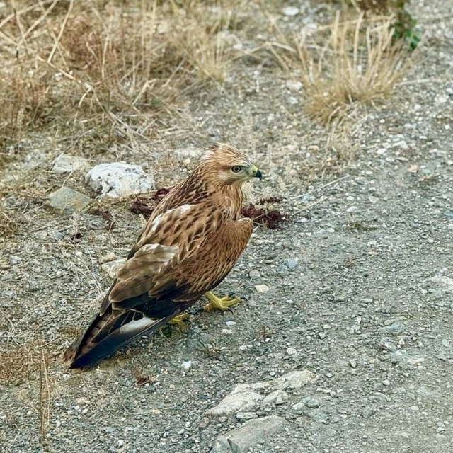 Kastamonu'da bulunan yaralı şahin tedavi altına alındı