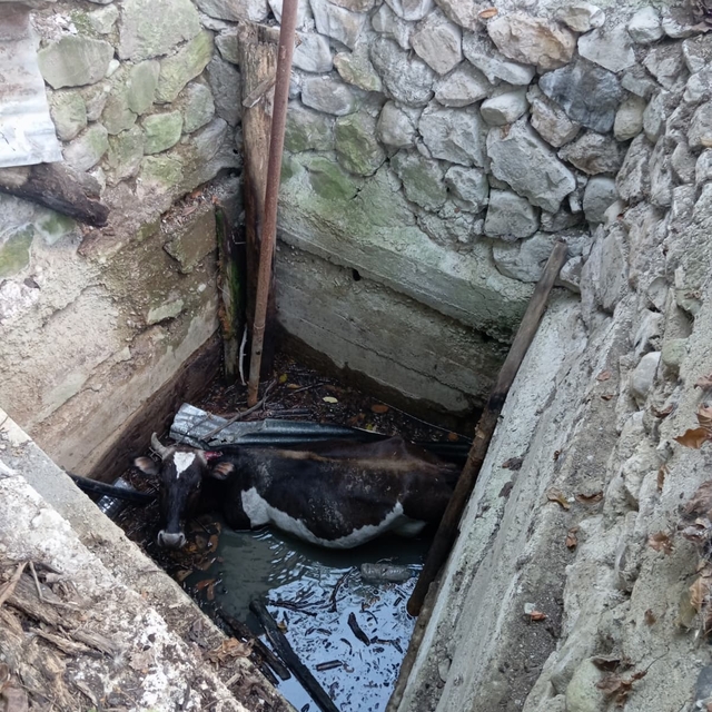 Çorum'da kuyuya düşen inek kurtarıldı