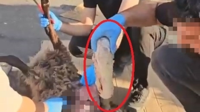 Ölü koyunun karnında uyuşturucu sevkiyatı polise takıldı: 1 gözaltı