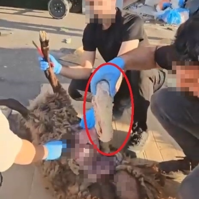 Ölü koyunun karnında uyuşturucu sevkiyatı polise takıldı: 1 gözaltı