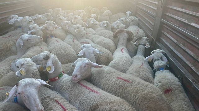 Kırklareli'ne kaçak yolla küçükbaş hayvan getiren kişiye 105 bin lira ceza kesildi