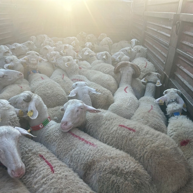 Kırklareli'ne kaçak yolla küçükbaş hayvan getiren kişiye 105 bin lira ceza...