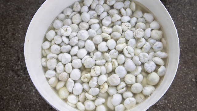 Köylülerin kengerden ürettiği sakızın kilogramı 5 bin liradan alıcı buluyor