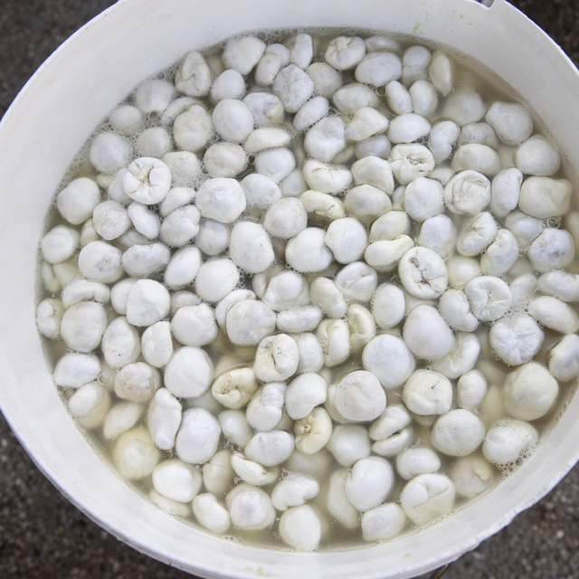 Köylülerin kengerden ürettiği sakızın kilogramı 5 bin liradan alıcı buluyor