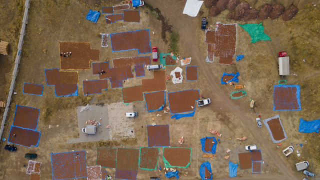 Giresunlu bazı fındık üreticileri bu yıl da ürünlerini Şebinkarahisar ilçesinde kurutuyor