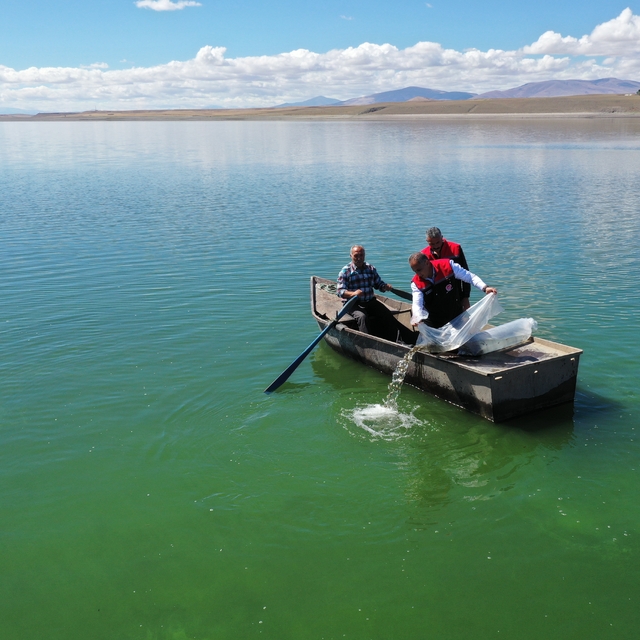 Kars'ta göl ve göletlere 500 bin sazan yavrusu bırakıldı