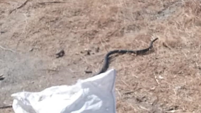 Hatay'da 2 eve giren yılanlar itfaiye ekiplerince çıkarıldı