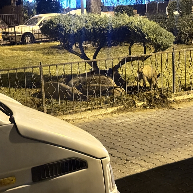 Marmaris'te yaban domuzları ilçe merkezinde görüntülendi