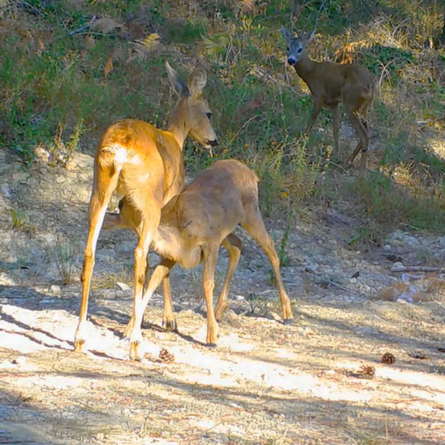 Yavrularıyla gezen boz ayı ve karacalar fotokapanda