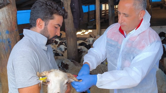 Kars'ta 1,5 milyon küçükbaş, hastalıklara karşı aşılanıyor