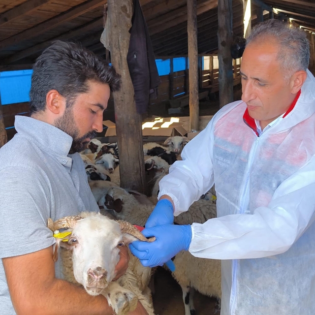Kars'ta 1,5 milyon küçükbaş, hastalıklara karşı aşılanıyor