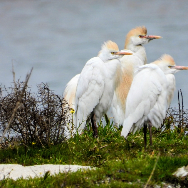 Doğal sit alanı ilan edilen Milleyha Sulak Alanı'nda seyirlik kuş manzarala...