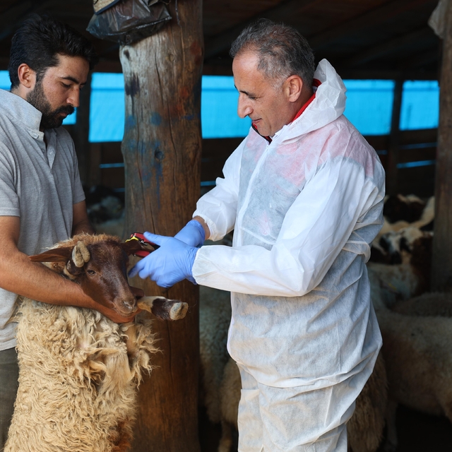 Kars'ta küçükbaş hayvanlar bulaşıcı hastalıklara karşı aşılanıyor