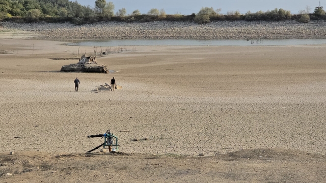 Kuraklık nedeniyle Çınarlı Göleti'nde balık ölümleri arttı