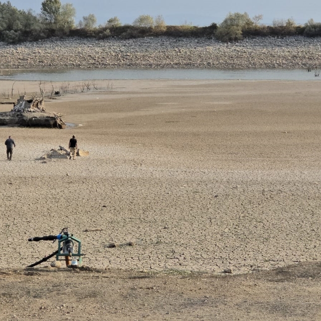 Kuraklık nedeniyle Çınarlı Göleti'nde balık ölümleri arttı