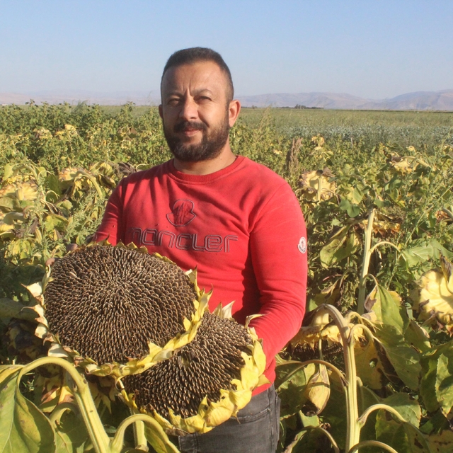 Rekoltenin yüzde 30 düştüğü Kayseri'de, ayçiçeği hasadı başladı