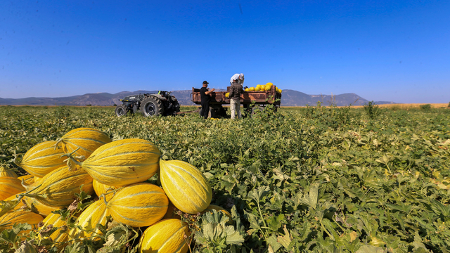 AB'den coğrafi işaret tescilli Kırkağaç kavununda hasat sürüyor