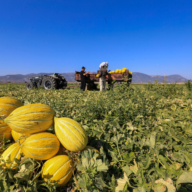 AB'den coğrafi işaret tescilli Kırkağaç kavununda hasat sürüyor