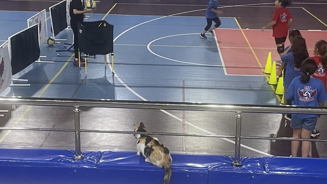 Bolu'da kedi "Tekir" voleybolcu çocukların maskotu oldu