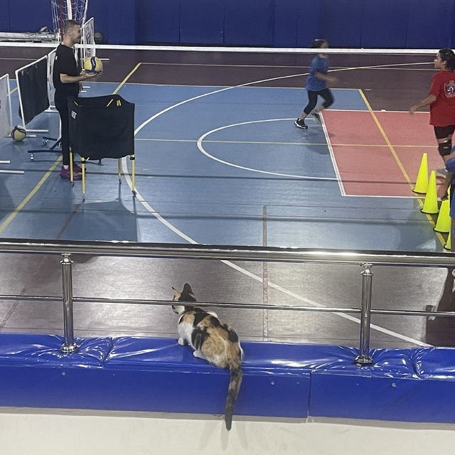 Bolu'da kedi "Tekir" voleybolcu çocukların maskotu oldu
