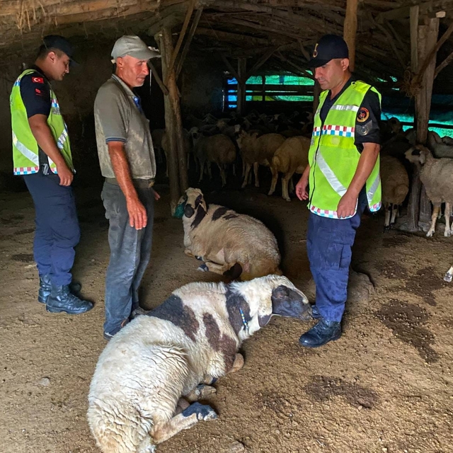 Kırşehir'de çalınan 18 küçükbaş hayvan jandarma ekiplerince bulundu