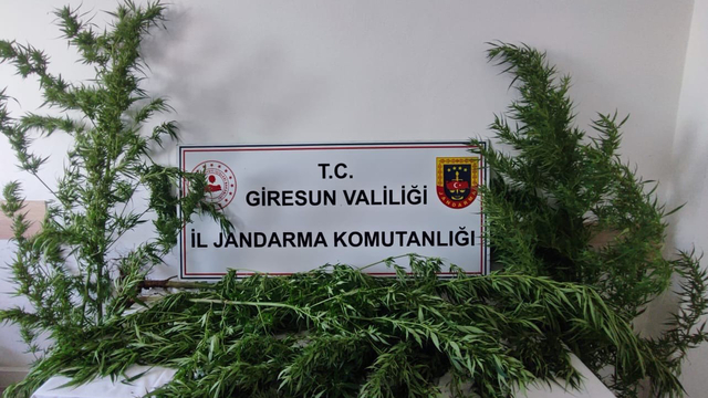 Giresun'da uyuşturucu operasyonu