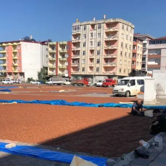 Espiye'de üreticilerin fındık kurutma mesaisi sürüyor