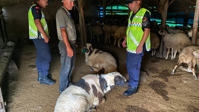 Çalındığı belirtilen 18 küçükbaşı jandarma buldu