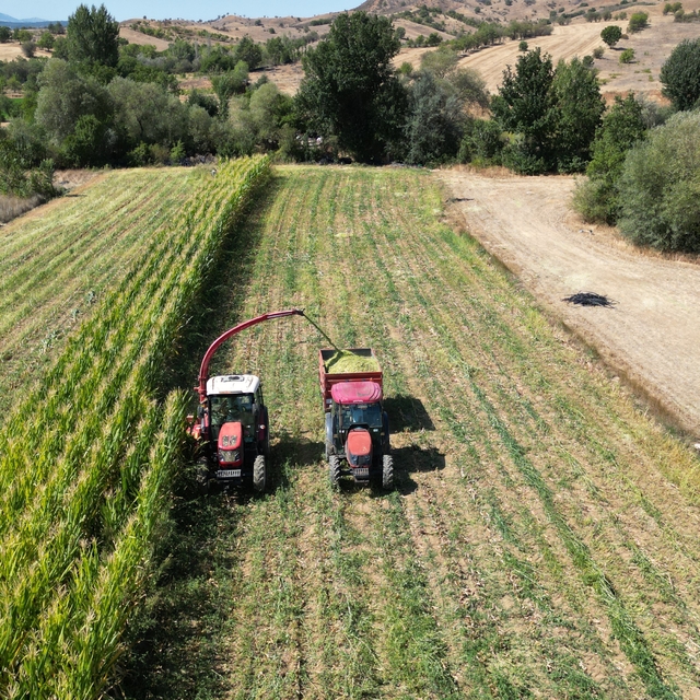 Isparta'da silajlık mısır hasadı başladı