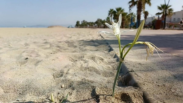 Kuşadası'nda yıllar sonra çiçek açan 'kum zambağı' koruma altına alındı