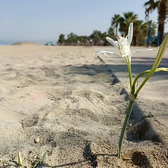 Kuşadası'nda yıllar sonra çiçek açan 'kum zambağı' koruma altına alındı