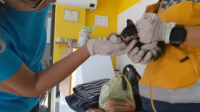 Bakan konvoyundaki araca giren yavru kediyi 112 ekipleri kurtardı