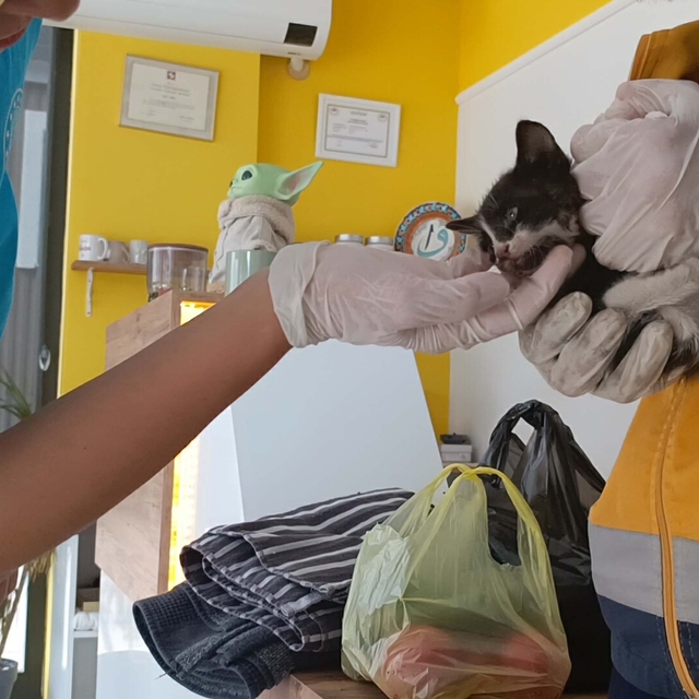 Bakan konvoyundaki araca giren yavru kediyi 112 ekipleri kurtardı